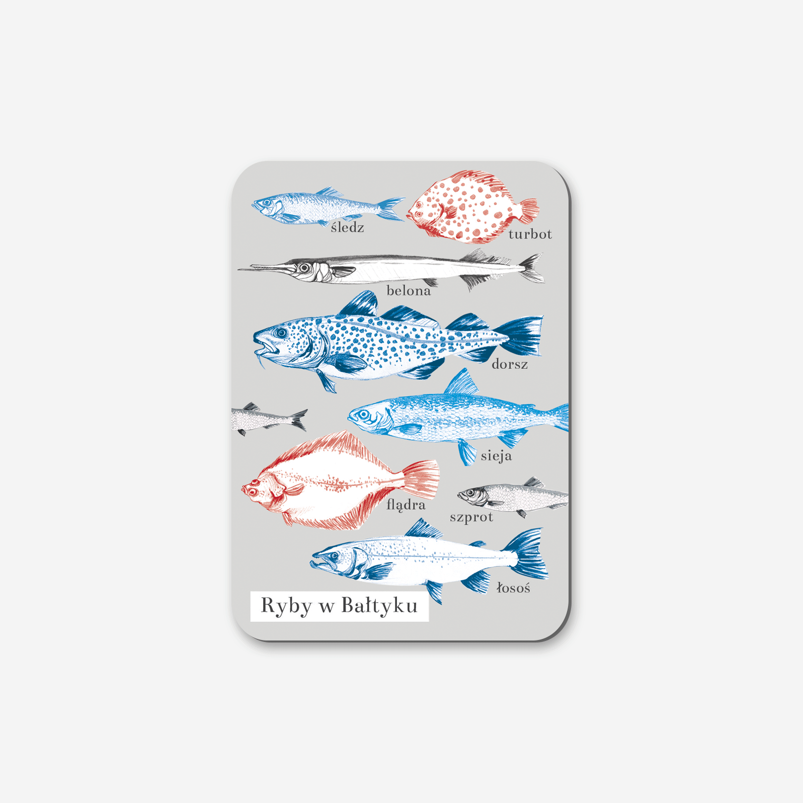 Magnes Ryby Bałtyckie